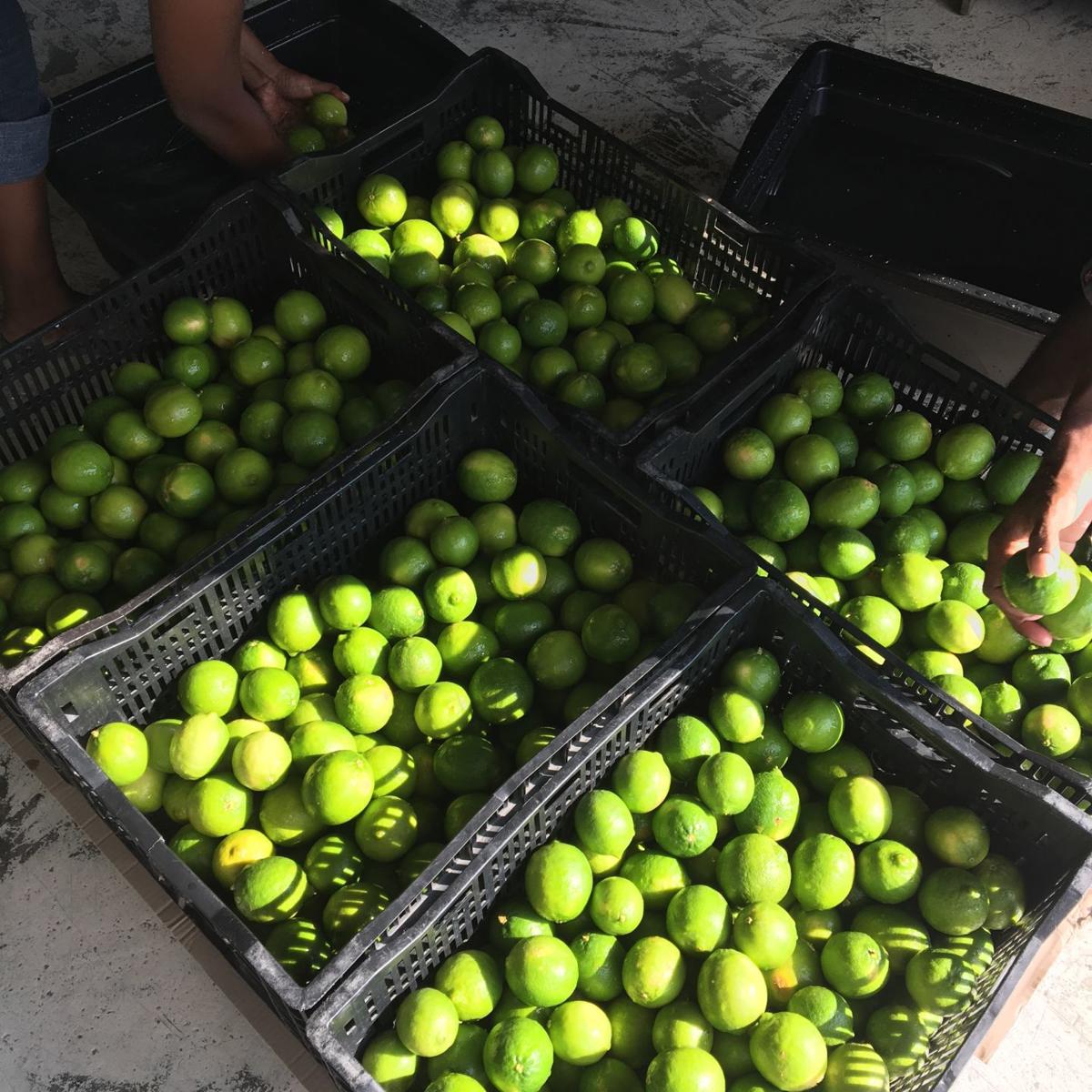 Vanuatu Tahitian Limes hit the restaurants of Auckland News