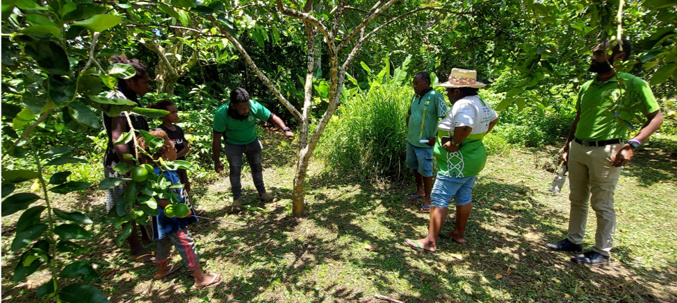 Tahitian Lime Growers trained on sanitation and hygiene procedures ...