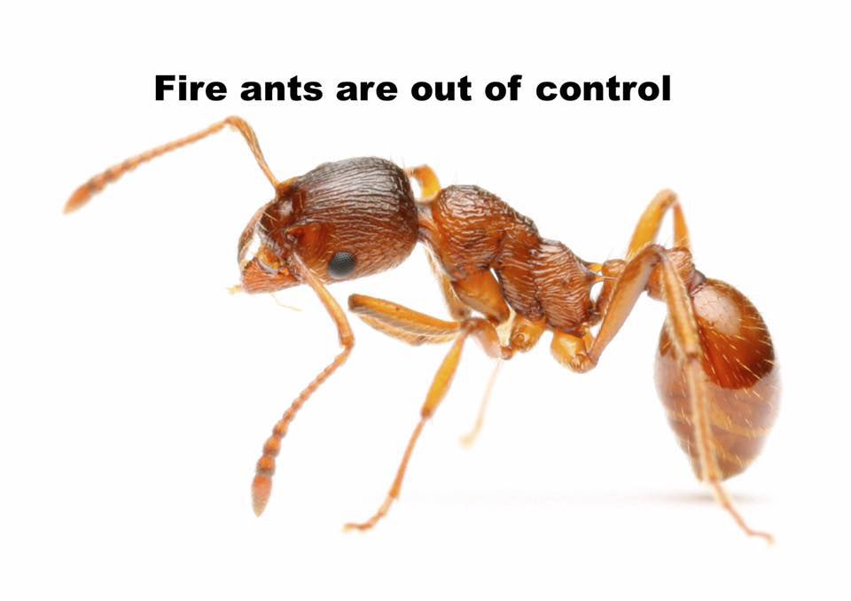 Fire ant