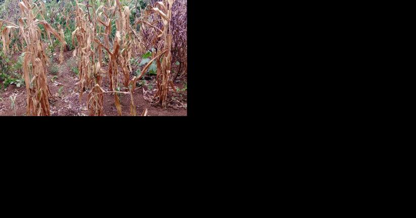 Severe drought threatens crops and water supply on Tanna - Vimarsana News