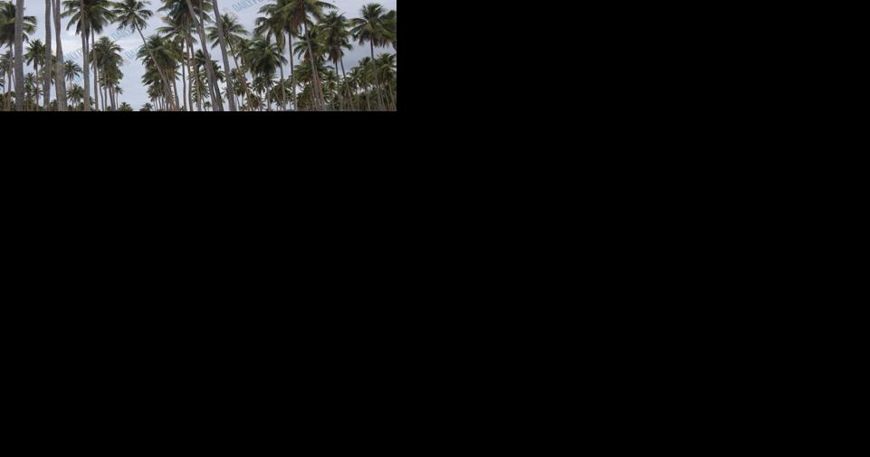 Malekula plantation owner pleads with Government to prevent beetle infestation - Vimarsana News