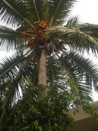 Vanuatu NGER report to be presented to UNCTAD