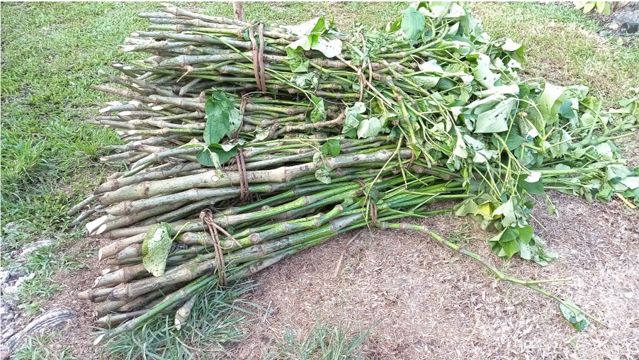 North Efate Farmers Target Increase in Kava Production