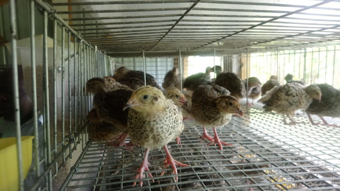 Quail Farming has potential in Vanuatu Dept of Livestock News