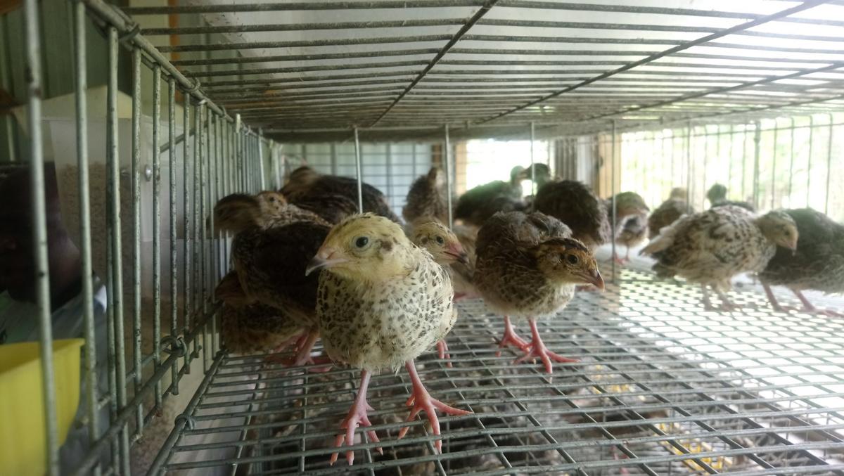 Quail Farming has potential in Vanuatu: Dept of Livestock | News