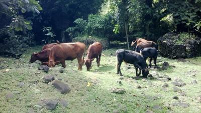 Agriculture sector continues to struggle after TC Pam