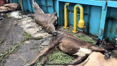 Probe into cattle deaths during shipment | News | dailypost.vu