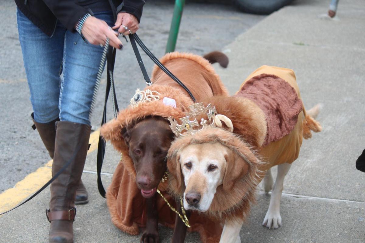 Paws On Parade Shows Off Pet And Owner Costumes Upper County Dailyrecordnews Com