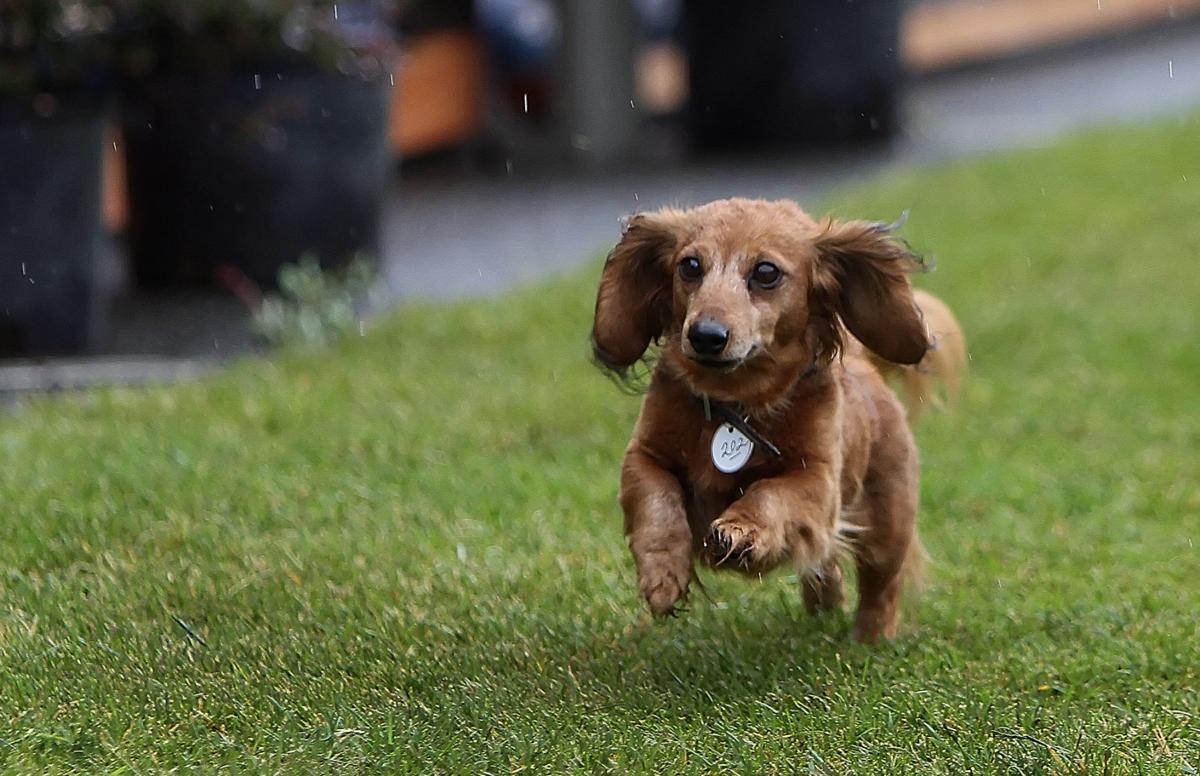 Rain doesn’t slow down Dachshunds on Parade Members