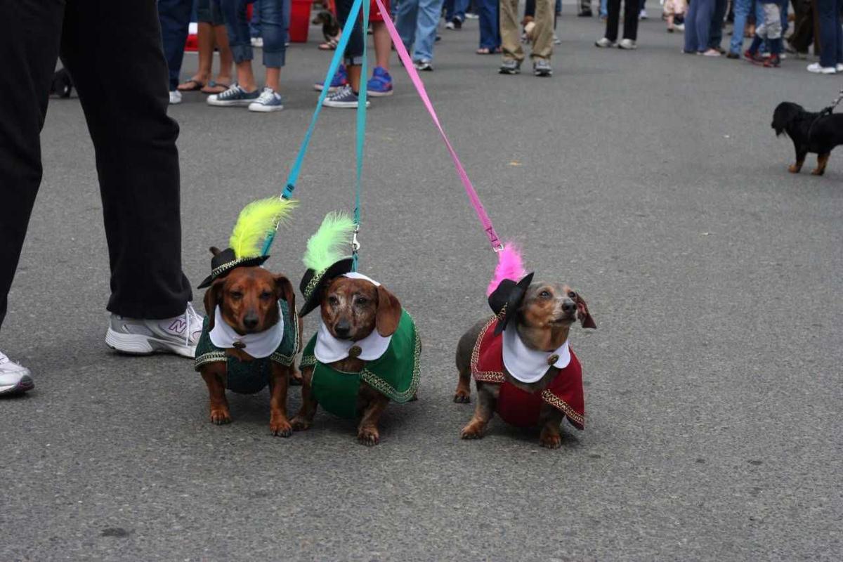 Dachshunds on Parade, Germanfest scheduled for June 15 News