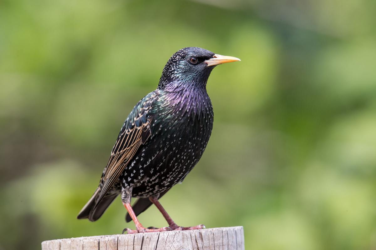 Introduced vs. invasive: A exploration of non-native birds ...