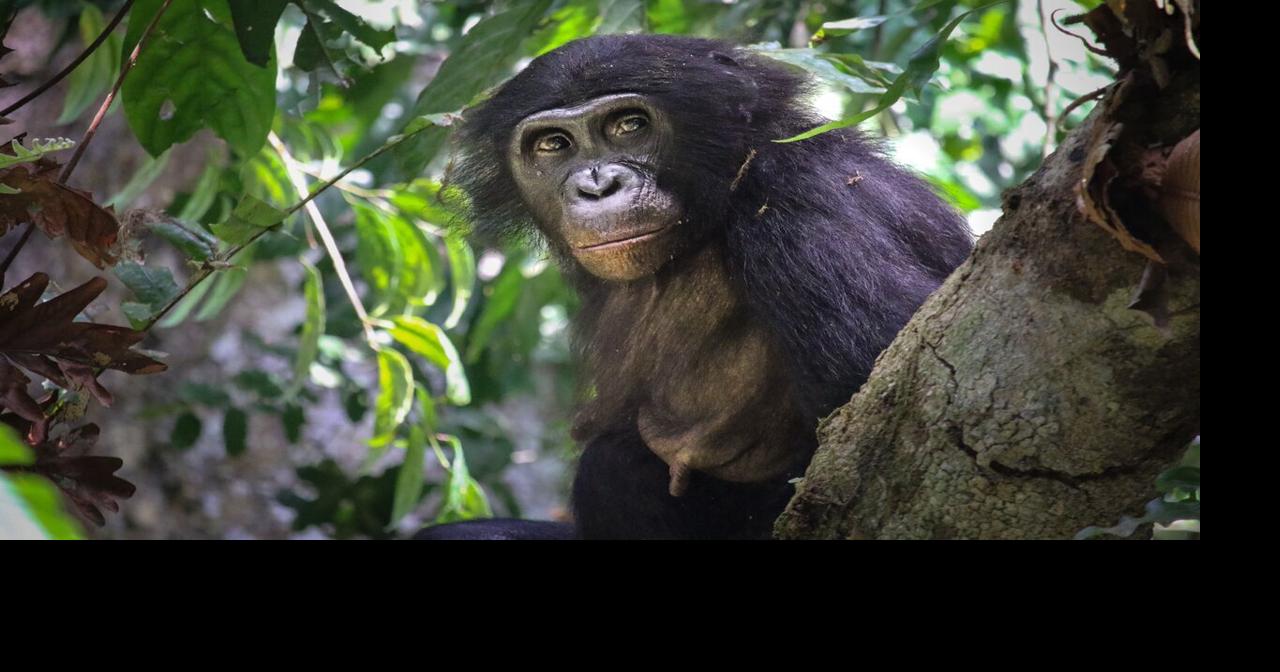 Lectures celebrating World Bonobo Day planned Friday at CWU News