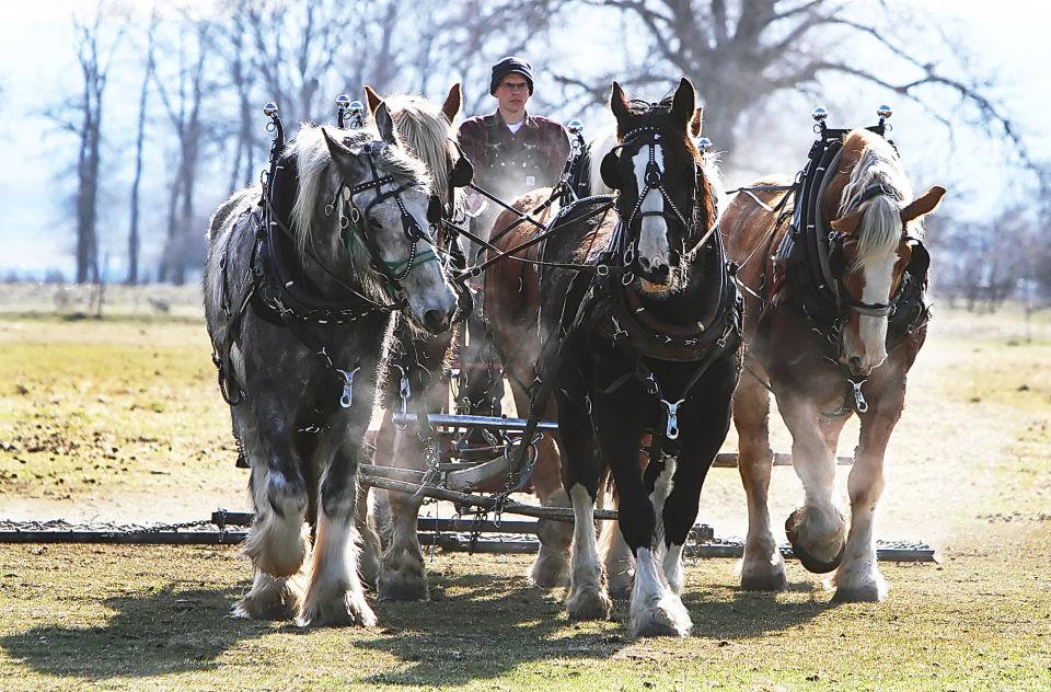 Weekend draft horse demonstration shows the way farming used to be ...