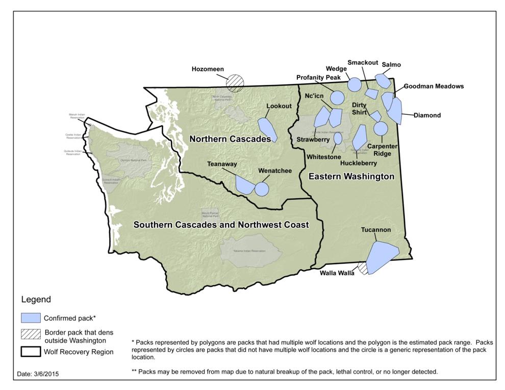 State wolf population up 30 percent, four new packs in Washington