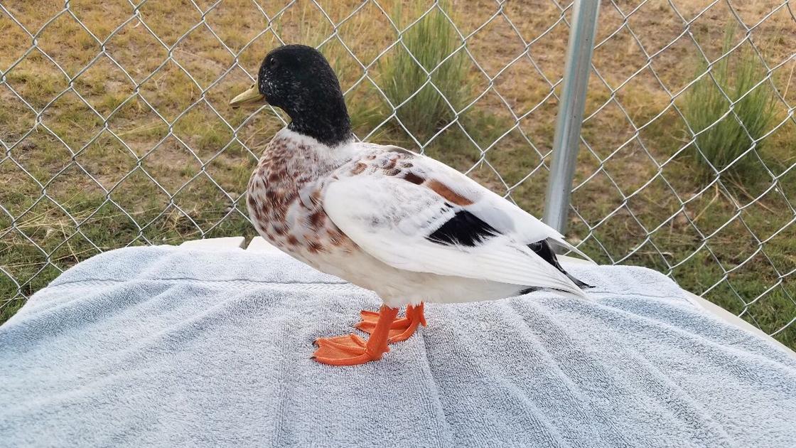 Jalina Blackmore-Call Duck, Snowy | Poultry Show | dailyrecordnews.com