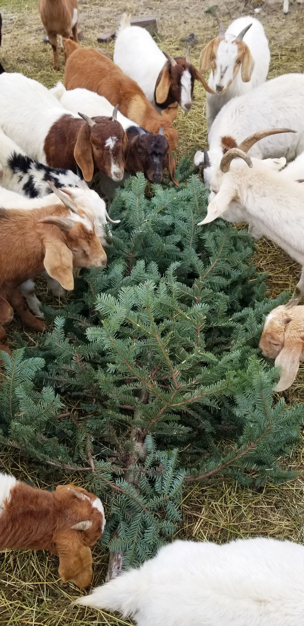 Local farm recycling Christmas trees for goat feed News