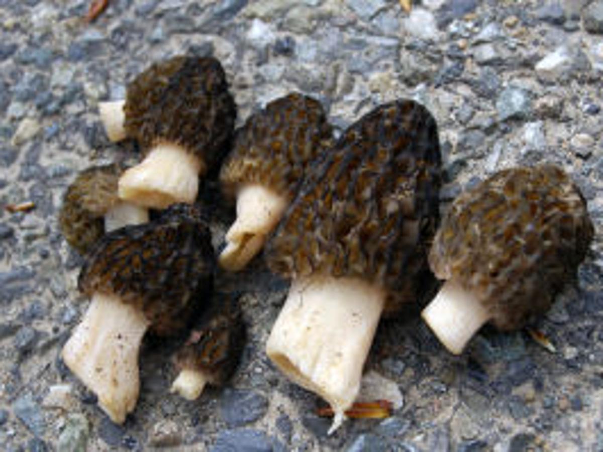 Morel Season May Be Fruitful Outdoors Dailyrecordnews Com Morel Map 2022