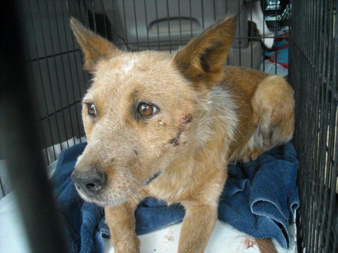 49 animals seized from house south of Ellensburg in animal cruelty case ...