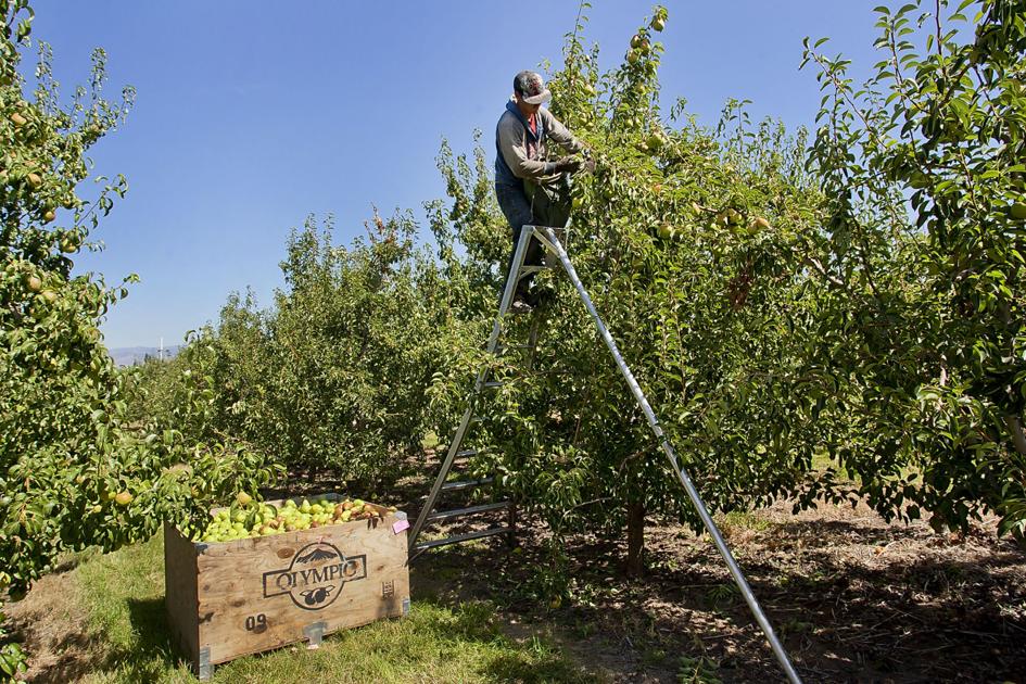 Some tree fruit damaged in wind storm, otherwise crop looks good