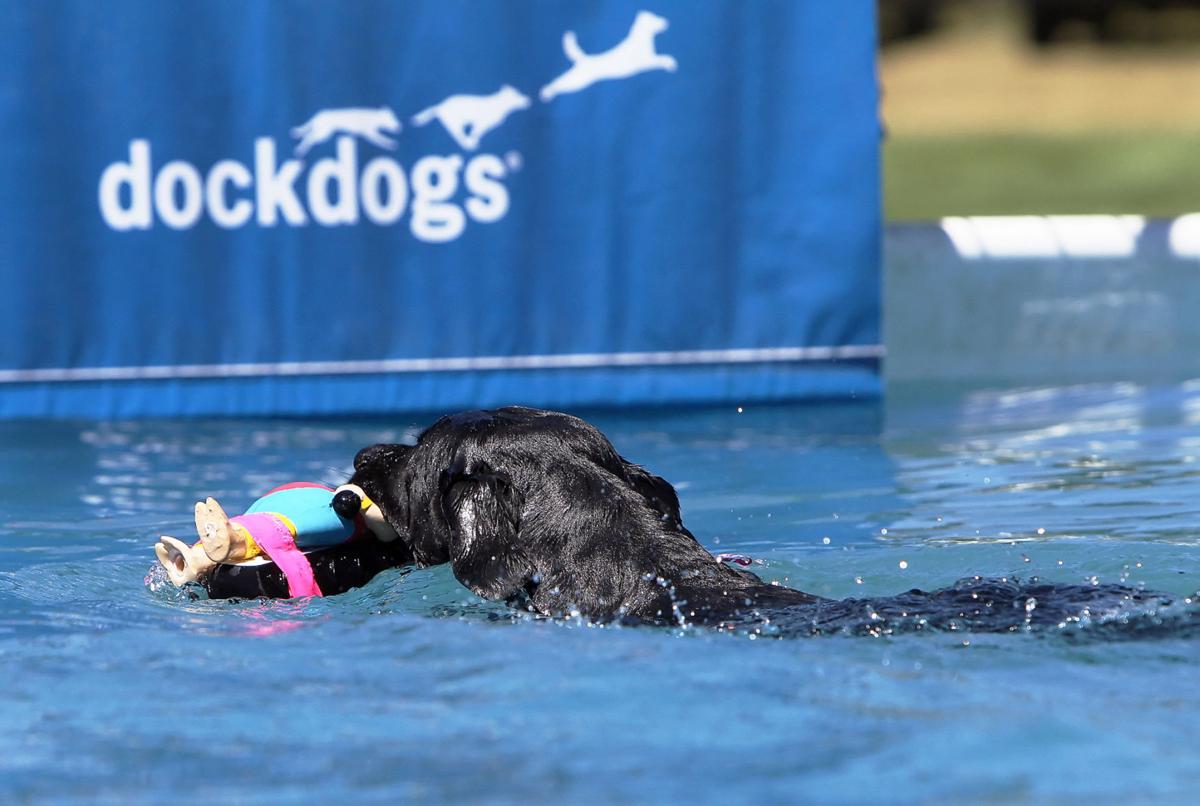 dock dogs dock dogs photo gallery dailyrecordnews dock dogs dock dogs photo gallery dailyrecordnews