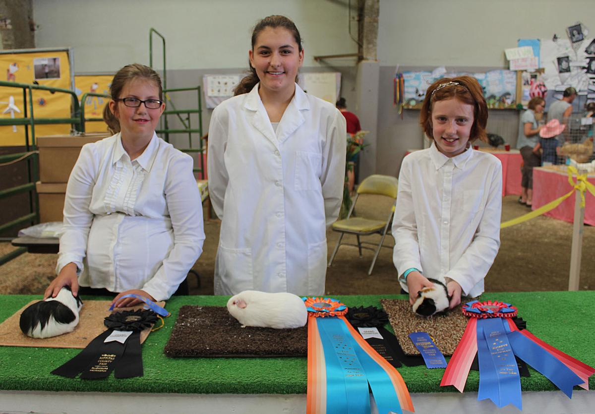 Rabbits, poultry, cavies highlight 4H small animals show Members
