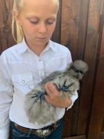 Alexis Barsness-Gray Silkie Pullet