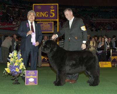 Local Dog Excels In Nyc News Dailyrecordnewscom