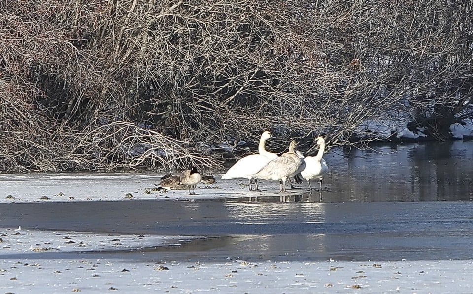 Bird Walk 