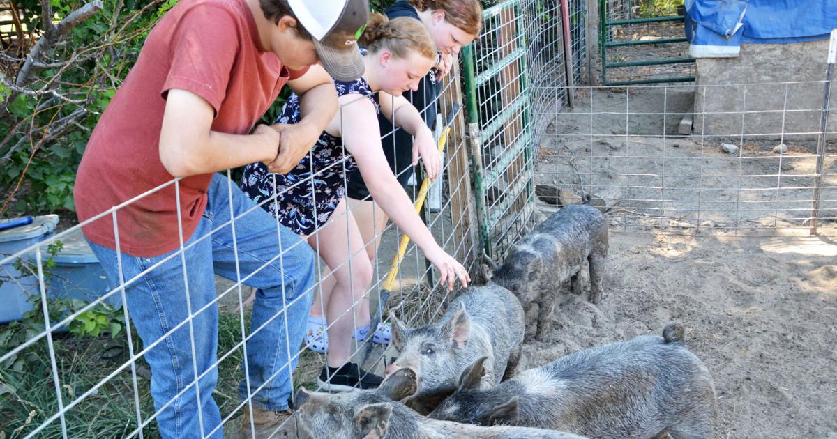 Hog time — Swine raising weighs nutrition, fitness | Ellensburg ...