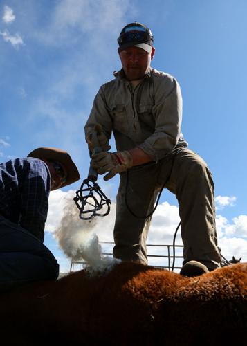Flying Box Ranch Branding cattle: Tradition stays strong despite modern threats | News ...