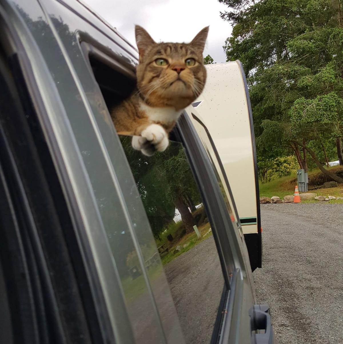 Homeward Bound: Adventurous cat gets returned home after ...