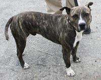 Pause for paws: Spark, a brindle pit bull terrier, needs a home | Scrapbook  | dailyrecordnews.com