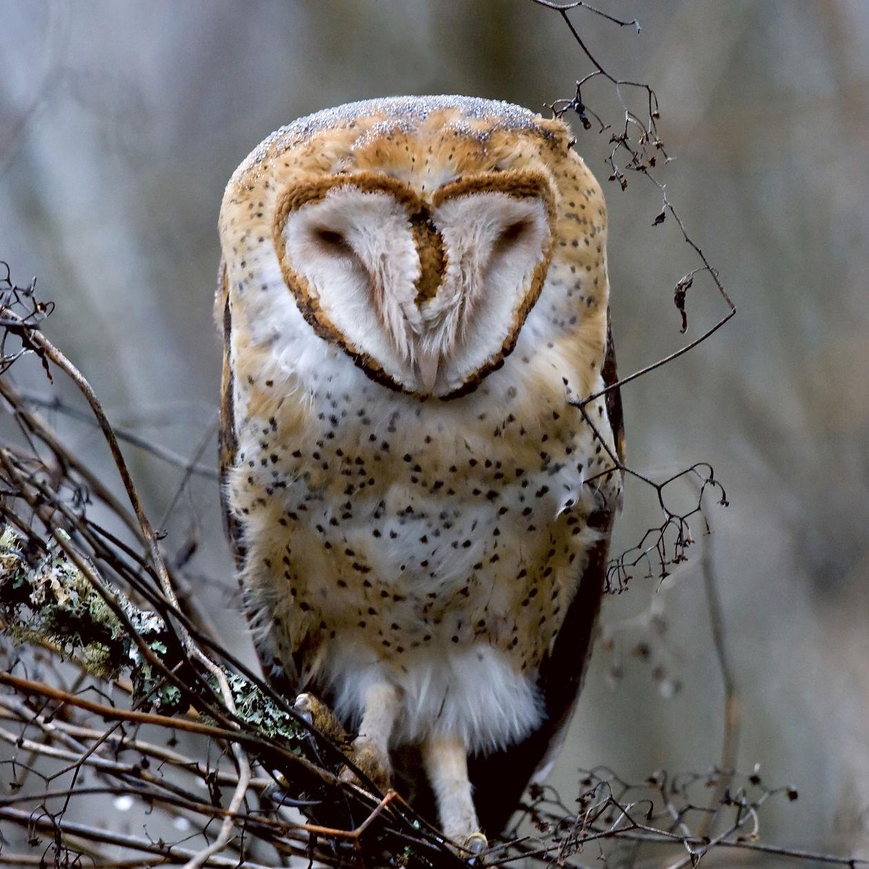 Bird of the month: Barn owl a master of silence and sound | All Access |  