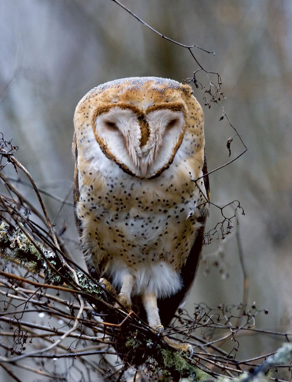 Bird of the month: Barn owl a master of silence and sound | All ...