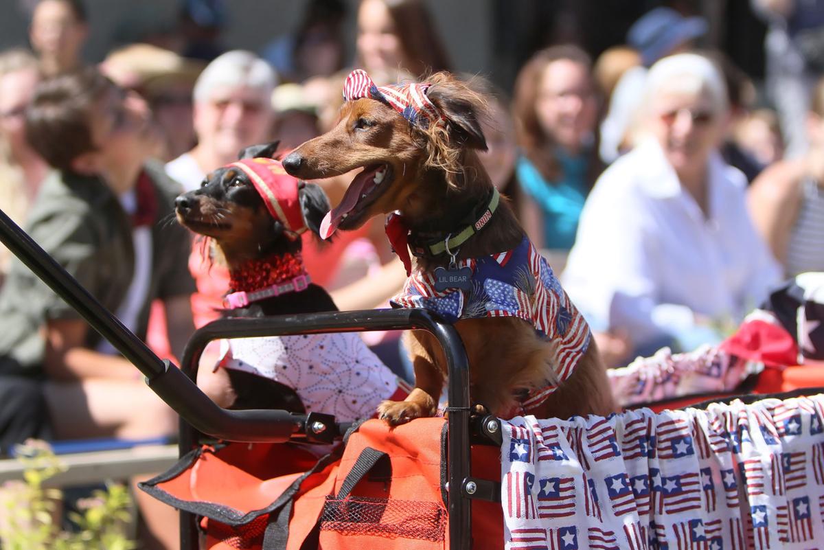 Dachshunds from all over the country parade downtown Members