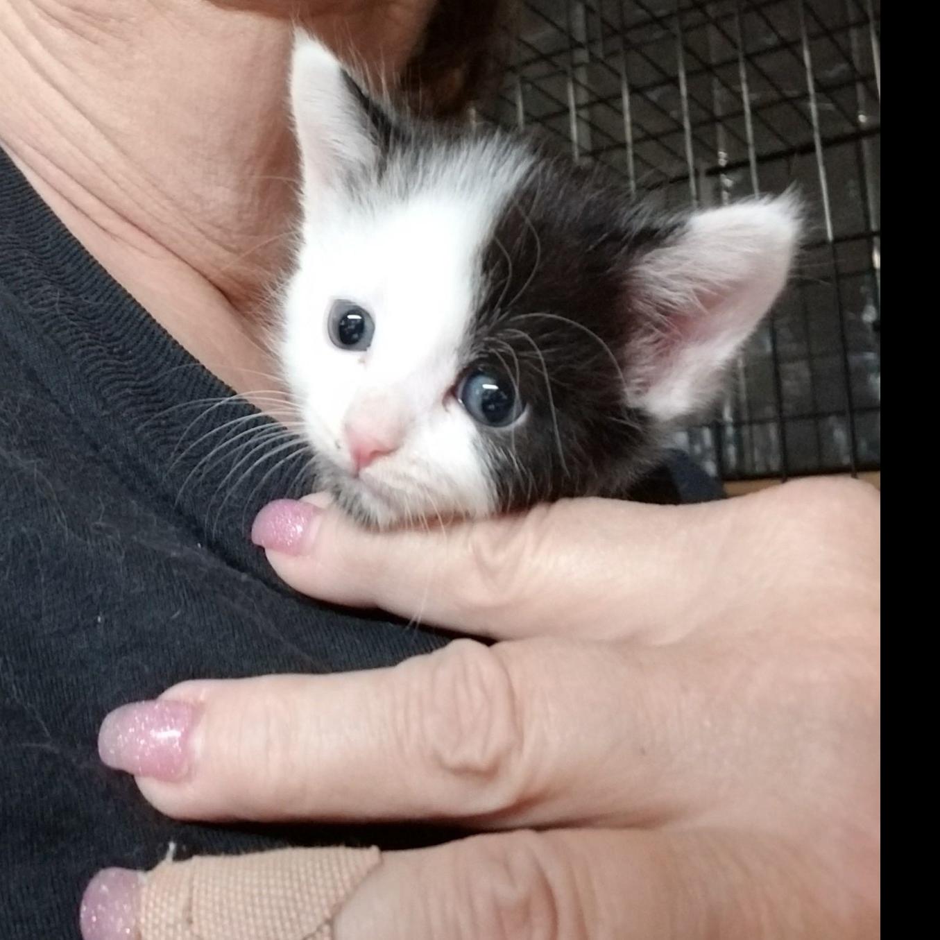 Kittens In Need Of Short Term And Permanent Homes Scrapbook
