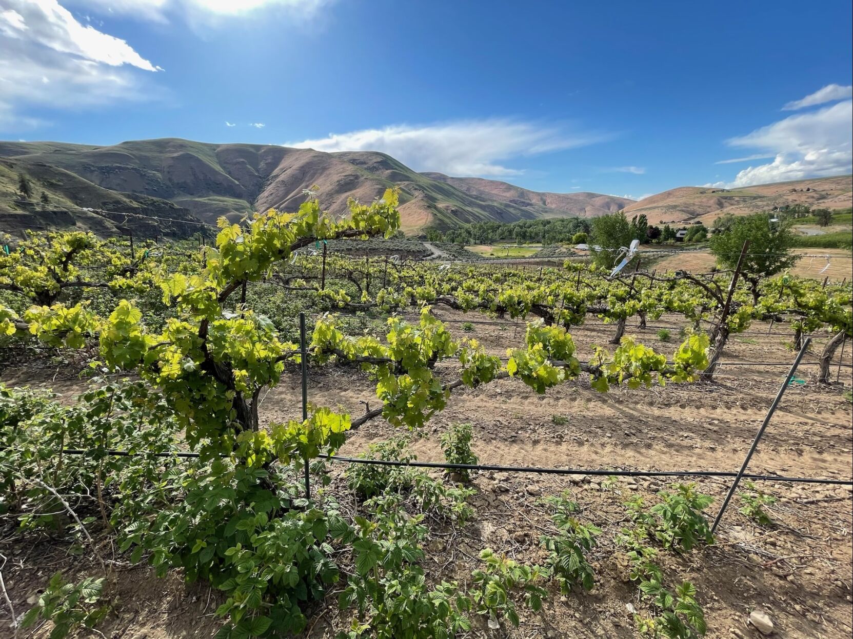 Ellensburg Canyon Winery moving forward under new ownership News