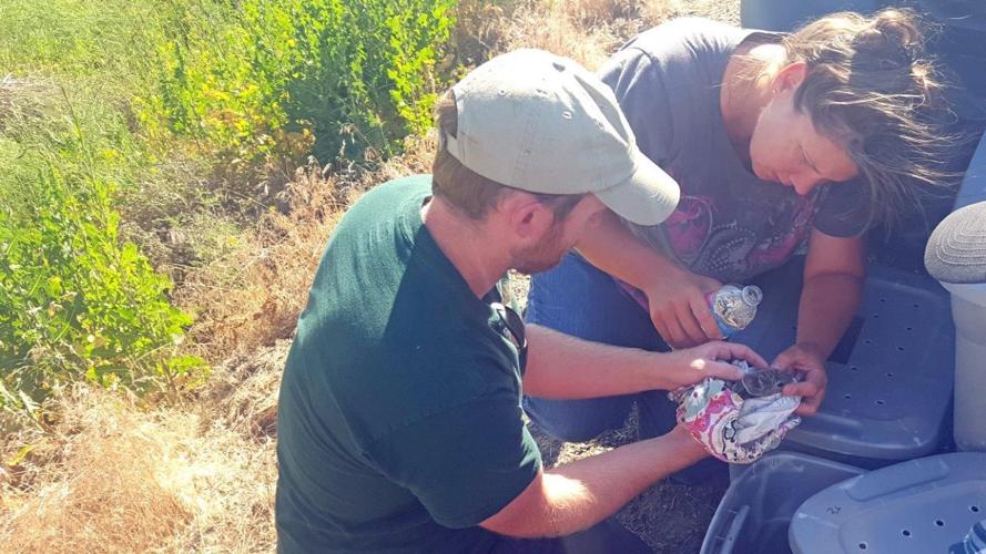 Endangered pygmy rabbits survive wildfire near Quincy | News ...