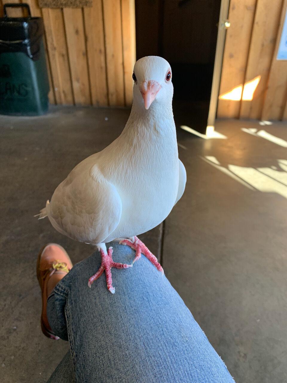 ‘The queen of Kittitas’ was recently kidnapped. Her recovery is nothing