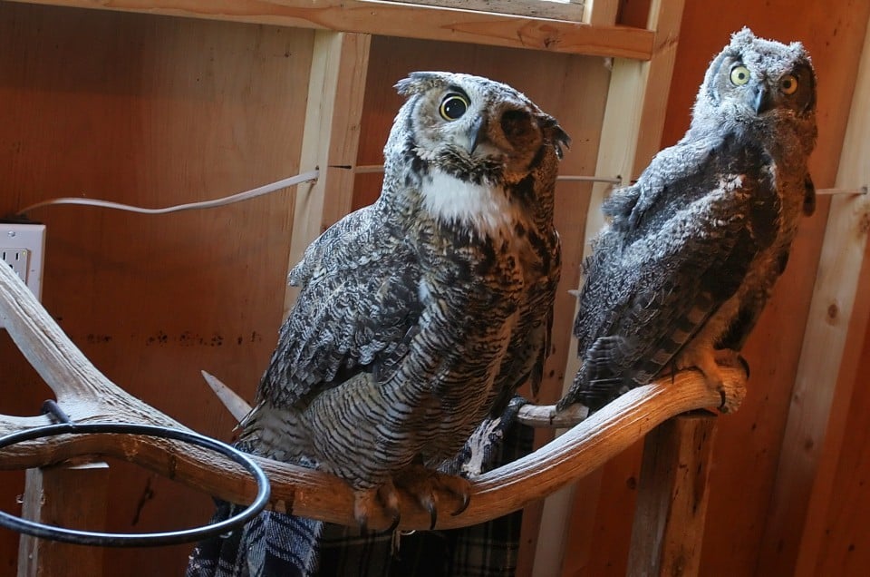 Great horned owl cares for seven owlets at Kittitas County