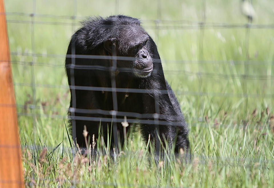 chimpanzee sanctuary northwest