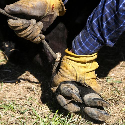 Flying Box Ranch Branding cattle: Tradition stays strong despite modern threats | News ...