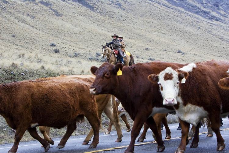 Cattle drive | Photo Gallery | dailyrecordnews.com