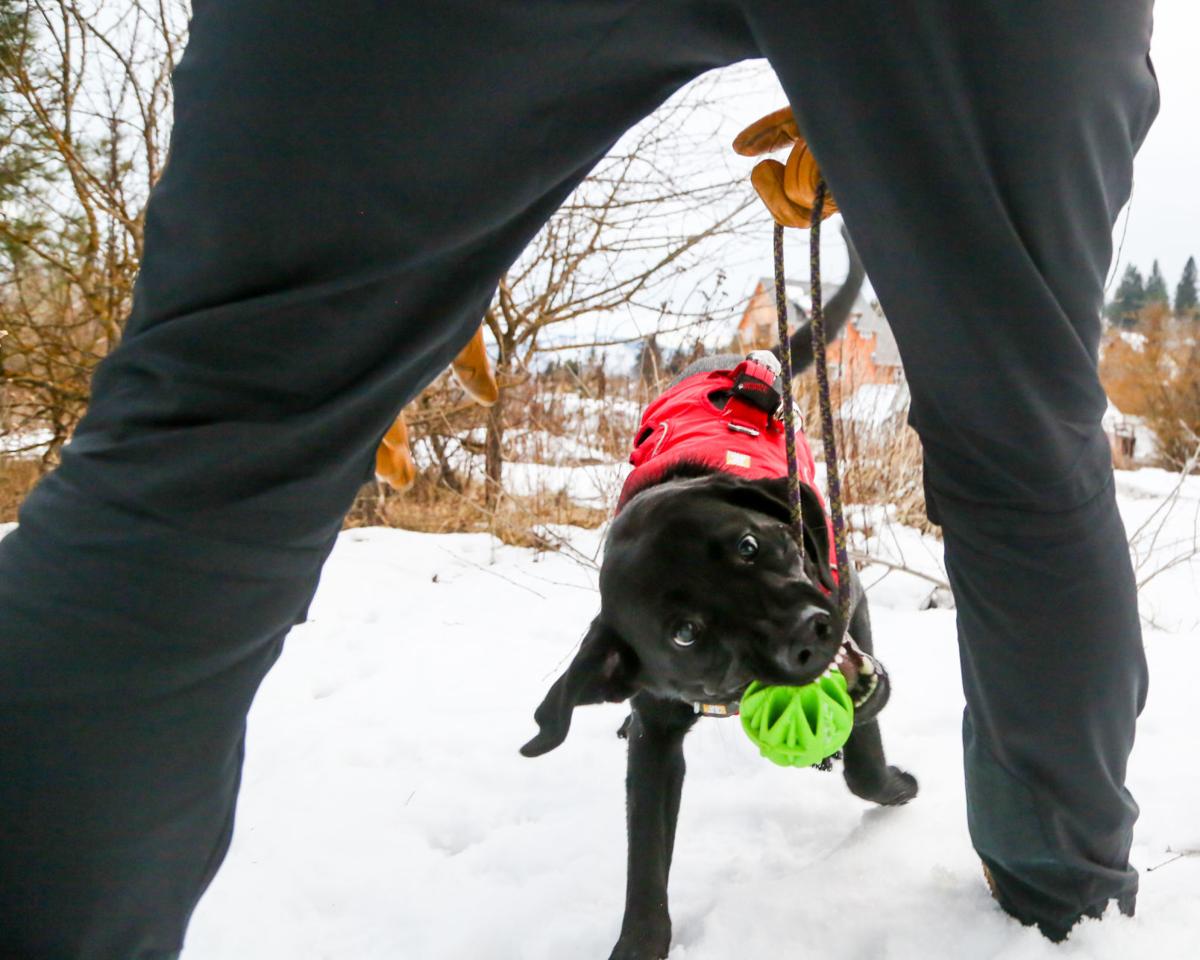 Trading Eyes For A Nose Kittitas County Search And Rescue K9 Unit