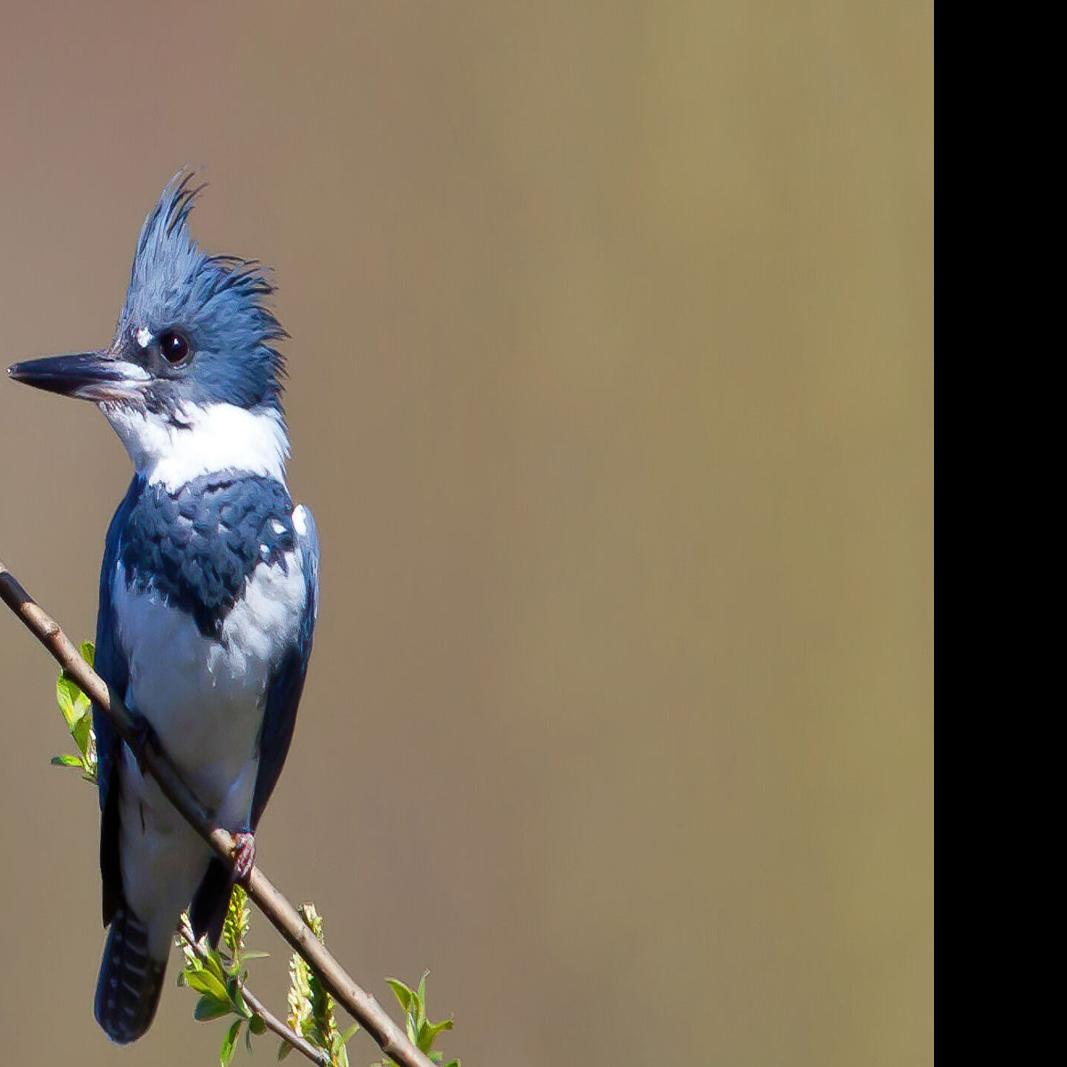 Northland Nature: Belted kingfisher returns to river - Duluth News Tribune