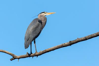 Bird of the month: Great blue heron one of largest wading ...