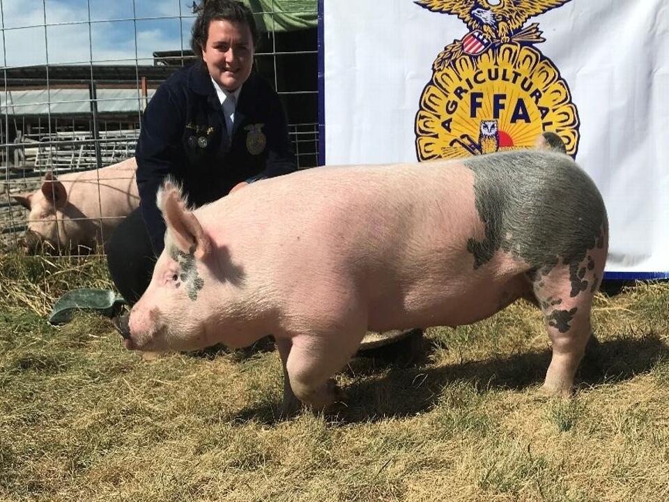 Laney Mayer White Bodied Gilt With Grey Markings On Face Market Hogs Dailyrecordnews Com