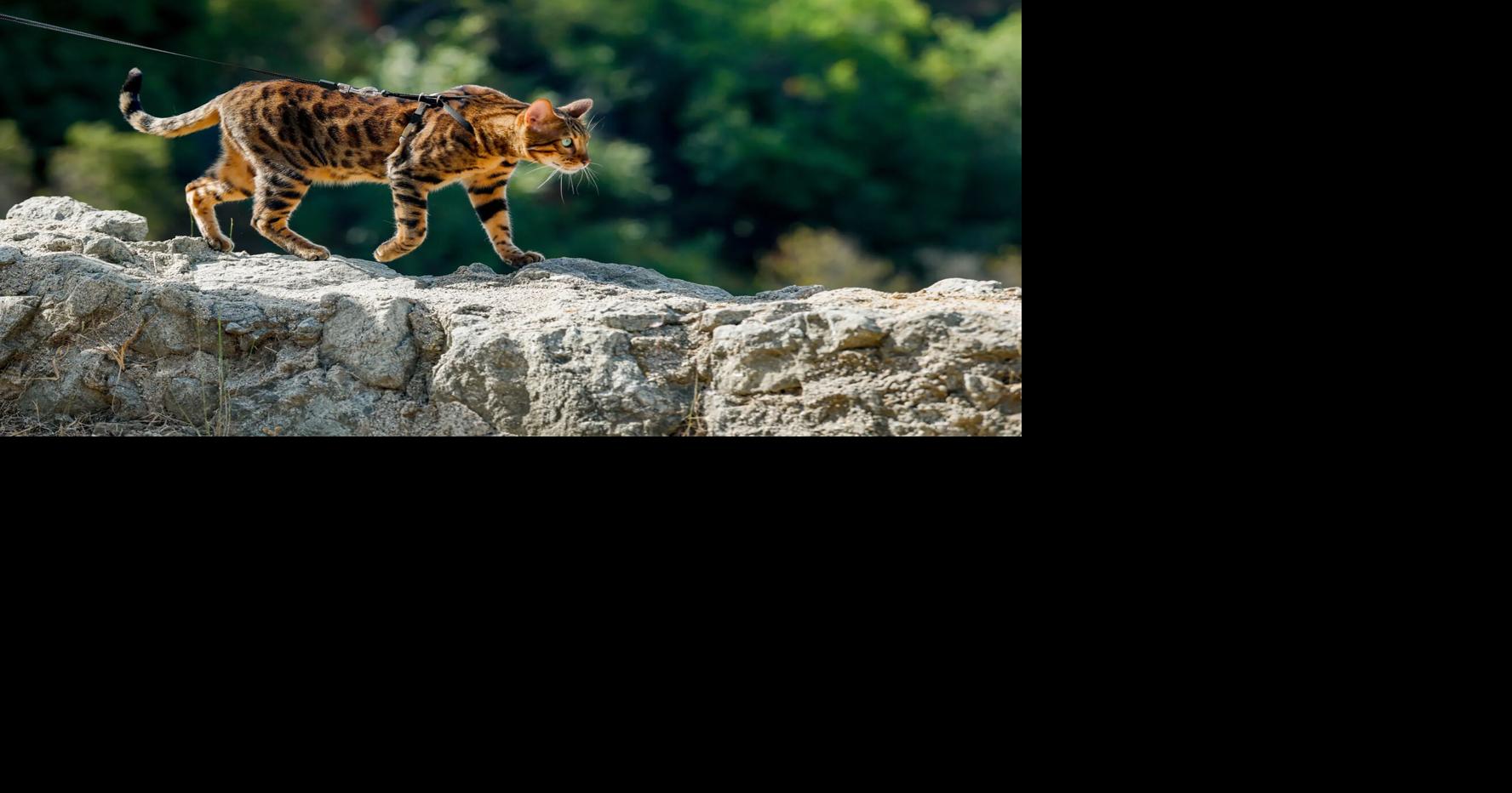 LIFE-PETS-LA-CATS-LEASHES-FILEPIC-4-LA
