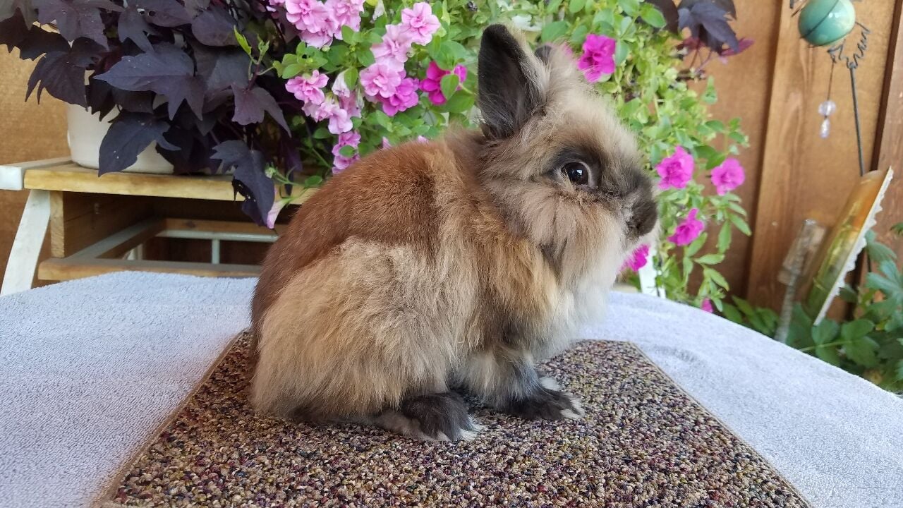 tort lionhead rabbit