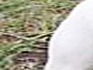 es legal el pit bull terrier americano en malta